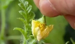 吃瓜怎么授粉,揭秘自然界的奇妙现象