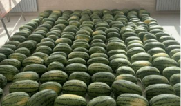 遵义吃瓜最近新闻,揭秘近期热门新闻背后的故事与真相