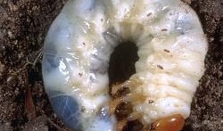 瓜吃虫子,自然界的奇妙共生现象