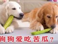 凉瓜狗狗可以吃吗,宠物饮食指南揭秘