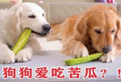 凉瓜狗狗可以吃吗,宠物饮食指南揭秘