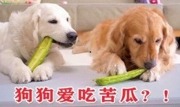 凉瓜狗狗可以吃吗,宠物饮食指南揭秘