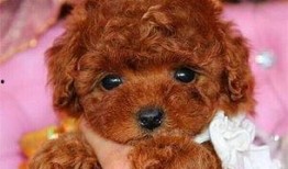 小泰迪吃瓜,揭秘娱乐圈幕后真相