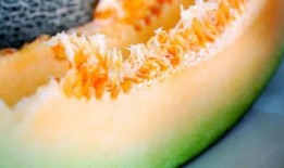 熊猫吃蜜瓜,蜜瓜盛宴的欢乐瞬间