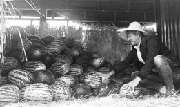 成武吃瓜群众,揭秘当地热点事件背后的故事