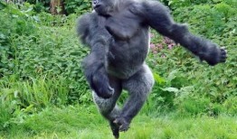 大猩猩吃瓜视频