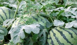 哺乳期可以吃酥瓜,酥瓜美食，营养美味两不误