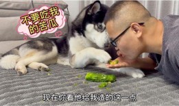 凉瓜狗狗可以吃吗,宠物饮食指南揭秘