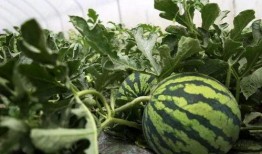 兴隆宫吃瓜,夏日吃瓜盛宴来袭