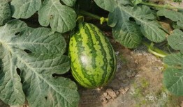 俄罗斯农场吃瓜,瓜果飘香，欢乐满园