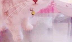 喵咪吃哈密瓜,一场味蕾与视觉的盛宴