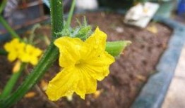 大青长瓜怎么吃,探索健康美味新选择