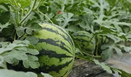 小四四直播吃瓜,揭秘娱乐圈幕后故事