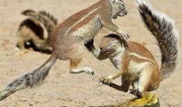 吃瓜松鼠揭秘,娱乐圈幕后真相大曝光