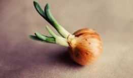 吃瓜发芽,揭秘瓜类植物的生长奥秘