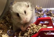 暴打小仙女吃瓜,一场吃瓜盛宴背后的真相揭秘