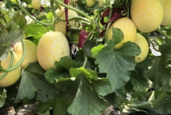 界首的吃瓜事件,一场引发全民热议的网络狂欢