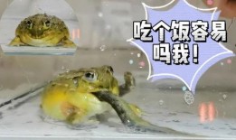 蛙兄吃瓜视频,揭秘娱乐圈幕后真相，带你领略明星们的真实生活