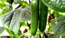 吃丰收瓜尿酸高,尿酸高人群的饮食警示