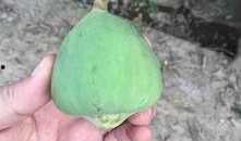 吃野瓜的视频,跟随视频一起品尝大自然的馈赠