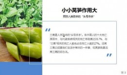 155页ppt吃瓜,一场视觉与知识的盛宴