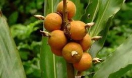 小豆蔻儿吃瓜,揭秘瓜界那些事儿