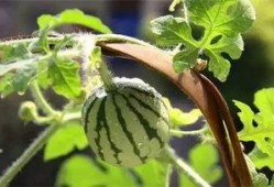 吃瓜怎么授粉,揭秘自然界的奇妙现象