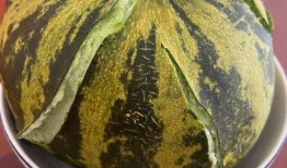 需要放糖吃的瓜,揭秘放糖瓜子的独特魅力