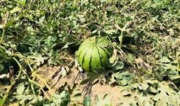 昊北吃瓜,揭秘娱乐圈背后的那些事儿