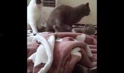 吃瓜八挂群众,吃瓜群众眼中的明星八卦风云