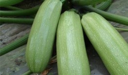 西郭城吃瓜,一场别开生面的吃瓜盛宴