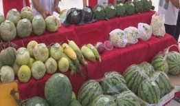 甜瓜吃瓜现场,揭秘甜瓜吃瓜的欢乐瞬间