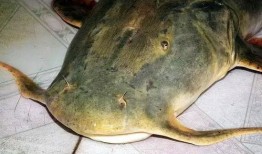 鱼可以吃瓜吗,探索水族与果蔬的奇妙交融