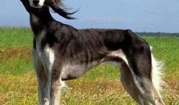 灵犬吃瓜完整视频,揭秘宠物界的趣味瞬间