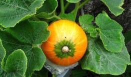 245期吃瓜,揭秘娱乐圈最新热点事件