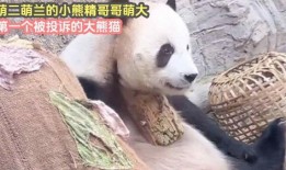 吃瓜小熊萌兰,揭秘娱乐圈那些事儿