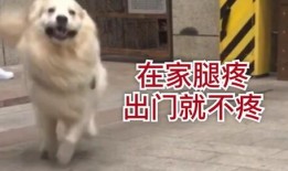 灵犬吃瓜完整视频,揭秘宠物界的趣味瞬间