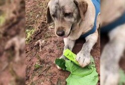 路边吃瓜的狗,见证人间百态的忠实伙伴