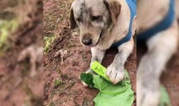 路边吃瓜的狗,见证人间百态的忠实伙伴