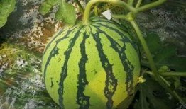 吃瓜怎么授粉,揭秘自然界的奇妙现象