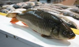 鲤鱼为什么吃瓜,揭秘水生动物的特殊饮食习惯