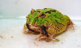 蛙兄吃瓜视频,揭秘娱乐圈幕后真相，带你领略明星们的真实生活