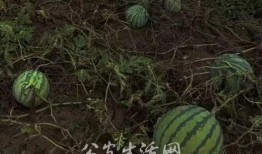 吃瓜群众能当采瓜大盗吗,揭秘网络时代的“瓜田”奇闻