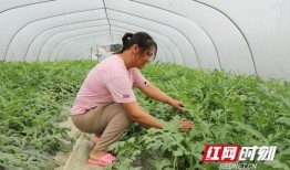 来大棚里吃瓜,共享瓜果飘香时光