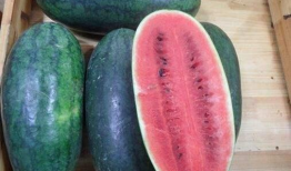 山东商务学校吃瓜,吃瓜群众揭秘校园生活点滴