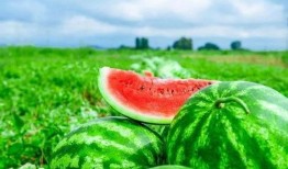 吃瓜背竹,揭秘竹子背后的奇妙世界