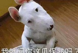 带你吃瓜狗子蹦迪,带你领略“带你吃瓜狗子蹦迪”的独特魅力