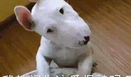 带你吃瓜狗子蹦迪,带你领略“带你吃瓜狗子蹦迪”的独特魅力