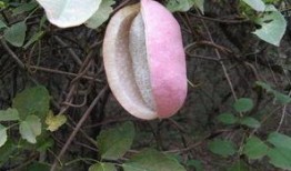 八月瓜吃瓜的哪些部分,从果肉到叶子的美味探索