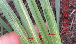 虎斑头像吃瓜,揭秘网络红人吃瓜背后的故事